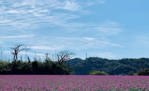 知財とっとり２０２４.１０月号を発行しました